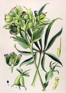 Tabla botánica. Planta venenosa (tóxica): hellebore fetide o ellebore fetide (Helleborus foetidus)