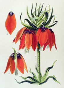 Tabla botánica. Planta venenosa (tóxica): fritillaria imperialis de Unbekannter Künstler