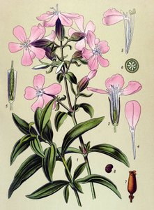 Tabla botánica. Planta venenosa (tóxica) y medicinal: Saponaria officinalis de Unbekannter Künstler