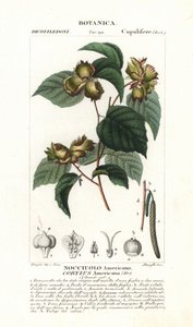 Tabla botánica: avellano y avellana - Avellano americano, Corylus americana, originario de América del Norte. Grabado a mano en cobre punteado del "Diccionario de Ciencias Naturales" de Jussieu, 1837. Grabado por Stanghi, dibujado por Pierre Jean-Francois  de Unbekannter Künstler