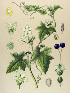Tabla botánica, planta: Bryone (Bryonia alba)