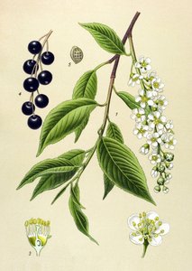 Tabla botánica, planta: Cerezo (Prunus padus) de Unbekannter Künstler