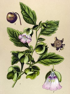 Tabla botánica, planta: Pera de Perou o manzana de Perou (Nicandra physaloides) de Unbekannter Künstler