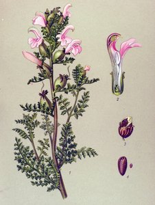 Tabla botánica, planta: Pedicular del pantano (Pedicularis palustris) de Unbekannter Künstler