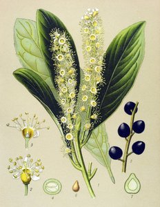 Tabla botánica, planta: laurel cereza (Prunus Laurocerasus) de Unbekannter Künstler