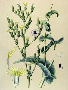 Tabla botánica, planta: lechuga ferinosa o lechuga silvestre (Lactuca virosa)