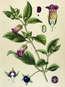 Tabla botánica, planta de la belladona (Atropa belladonna)