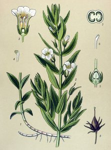 Tabla botánica, planta: la gratiola officinale (Gratiola officinalis) de Unbekannter Künstler