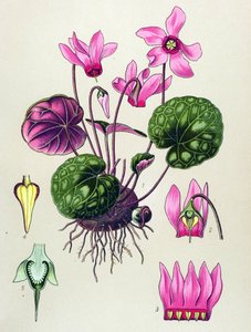 Tabla botánica, planta venenosa y medicinal: Cyclamen purpurascens, Cyclamen europaeum de Unbekannter Künstler