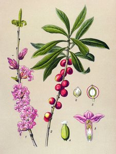 Tabla botánica, planta venenosa y medicinal: Madera bonita (Daphne Mezereum) de Unbekannter Künstler