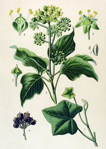 Tabla botánica, planta venenosa y medicinal: hiedra trepadora o hiedra común (Hedera helix)