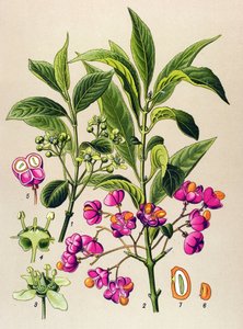 Tabla botánica, planta venenosa: El carbón vegetal europeo (Euonymus europaeus) de Unbekannter Künstler