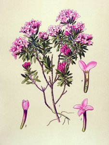 Tabla botánica, planta venenosa: camelee o camelee de los Alpes (Daphne Cneorum) de Unbekannter Künstler