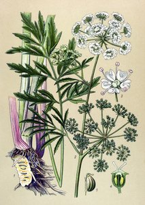 Tabla botánica, planta venenosa (tóxica) y medicinal: Cicuta acuática (Cicuta virosa). de Unbekannter Künstler