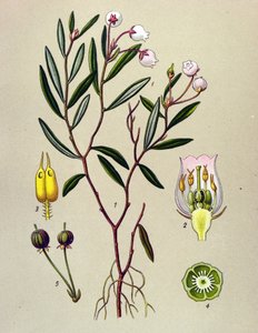 Tabla botánica, planta venenosa (tóxica): Andrómeda tiene hojas de polio (Andromeda polifolia) de Unbekannter Künstler