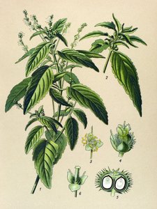 Tabla botánica, planta venenosa (tóxica): Mercuriale anual (Mercurialis annua) de Unbekannter Künstler