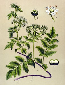Tabla botánica, planta venenosa (tóxica): Berle (Berula angustifolia) de Unbekannter Künstler