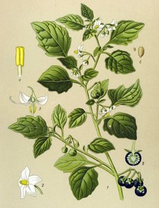 Tabla botánica, planta venenosa (tóxica): Hierba mora (Solanum nigrum)