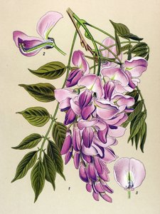 Tabla botánica, planta venenosa (tóxica): Glicina china (Wistaria chinensis) de Unbekannter Künstler