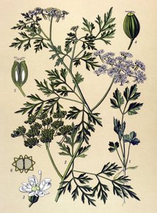 Tabla botánica, planta venenosa (tóxica): El perejil de los perros o falso perejil (Aethusa cynapium) de Unbekannter Künstler