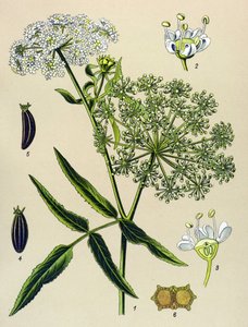 Tabla botánica, planta venenosa (tóxica): Berle (Sium latifolium) de Unbekannter Künstler