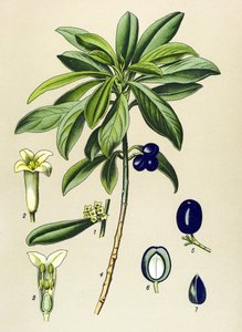 Tabla botánica, planta venenosa (tóxica): Laurel (Daphne Laureola) de Unbekannter Künstler