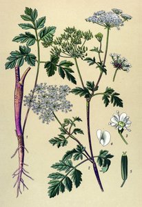 Tabla botánica, planta venenosa (tóxica): Perifollo inclinado (Chaerophyllum temulum) de Unbekannter Künstler