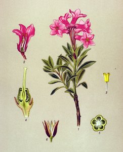 Tabla botánica, planta venenosa (tóxica): Rhododendron cilie (Rhododendron hirsutum) de Unbekannter Künstler