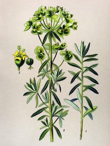 Tabla botánica, planta venenosa (tóxica): Eule redonda o Euphorbia Peplus (Euphorbia Peplus) de Unbekannter Künstler
