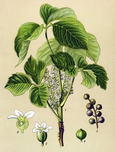Tabla botánica, planta venenosa (tóxica): zumaque trepador (Rhus toxicodendron)