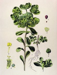Tabla botánica, planta venenosa (tóxica): euforbia despertadora de la mañana o pequeña luz (Euphorbia helioscopia) de Unbekannter Künstler