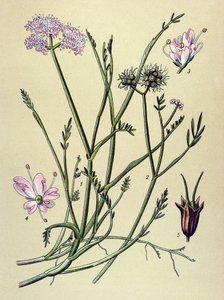 Tabla botánica, planta venenosa (tóxica): fístula (Oenanthe fistulosa) de Unbekannter Künstler