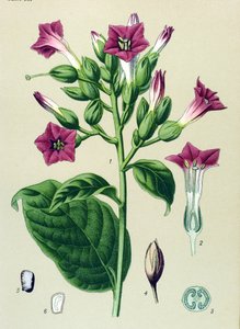 Tabla botánica, planta venenosa (tóxica): tabaco ornamental (Nicotiana tabacum) de Unbekannter Künstler