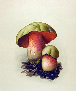 Tabla botánica con hongo tóxico (venenoso): Boleto de lobo (Boletus lupinus) de Unbekannter Künstler