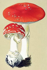 Tabla botánica con hongos tóxicos (venenosos): alanita de mosca (mata moscas) o falsa oronge (Amanita muscaria)