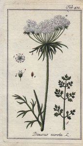 Botánica: flor de zanahoria - Flores y hojas de zanahoria, Daucus carota. Grabado en cobre coloreado a mano a partir de un dibujo de B. Thanner de la obra de Johannes Zorn "Icons plantarum medicinalium", Alemania. de Unbekannter Künstler