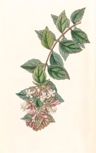 Ilustración botánica / Abelia chinensis / Abelia rupestris / Abelia de China