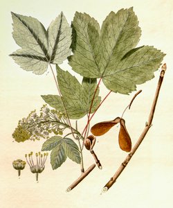Ilustración botánica/Acer pseudoplatanus/Arce falso plátano de Unbekannt