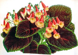 Ilustración botánica / Achimenes naegelioides