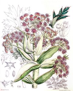 Ilustración botánica / Aciphylla latifolia / Anisotome latifolia de Unbekannt