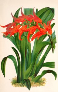 Ilustración botánica / Ada aurantiaca