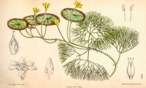 Ilustración botánica/Cabomba aquatica