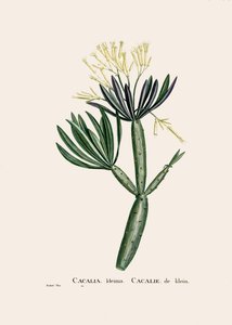 Ilustración botánica/Redoubt/Senecio kleinia/Senecon de William M. Timlin