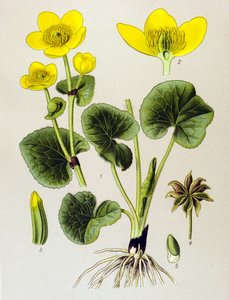 Tabla botánica. Planta venenosa (tóxica): población palustre (Caltha palustris) de Unbekannter Künstler
