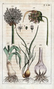 Botánica: puerro, ajo, echalote - Puerro, Allium pollum 179, flor de ajo, Allium sativum 181, bulbo de ajo 182, y chalote, Allium cepa var. aggregatum, ascalonicum de Unbekannter Künstler