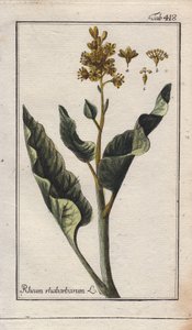 Botánica: hojas de ruibarbo - Hojas de ruibarbo, Rheum rhabarbarum. Grabado en cobre coloreado a mano a partir de un dibujo de B. Thanner de la obra de Johannes Zorn "Icons plantarum medicinalium", Alemania. de Unbekannter Künstler