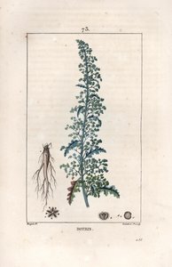 Botris (Chenopodium botrys) - Grabado de Lambert fils, según un dibujo de Pierre Jean Francois Turpin (1775-1840), de La flore medicale, de Chaumeton, Poiret et Chamberet, París 1830 - Dysphania botrys - Grabado de Lambert Ju