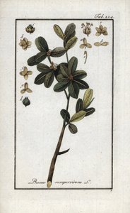Boj o boj verde (Buxus sempervirens). Litografía de "Afbeelding der Artseny-Gewassen" de Johannes Zorn (1739-1799), Países Bajos. de Unbekannter Künstler