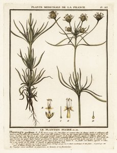 Plátano ramificado, Plantago indica. de Unbekannter Künstler