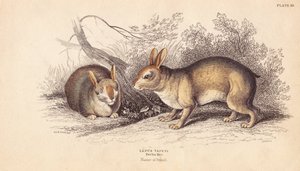 Conejo brasileño, Sylvilagus brasiliensis (Lepus tapeti). De especímenes del Museo de Berlín. Grabado en acero coloreado a mano por Lizars a partir de una ilustración de Charles Hamilton Smith de la Biblioteca Naturalista de William Jardine, Edimburgo. de Unbekannter Künstler